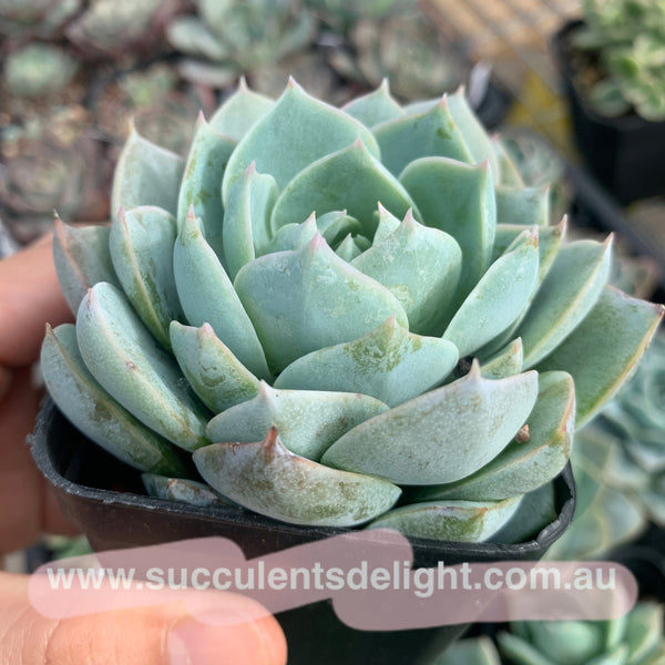 Sedum suaveolens aka Sedeveria blue lotus 木樨甜心