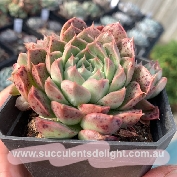 Echeveria Emerald Jade 翡翠玉