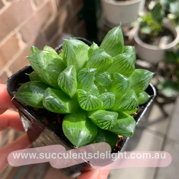 Haworthia Cooperi sp Suzhou cluster (no variegation) 苏州玉露锦（退锦）