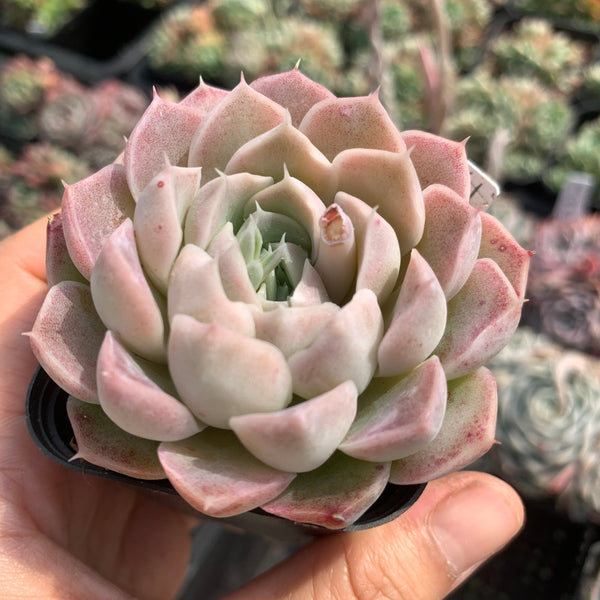 Echeveria Queen of Silversea 银海女王