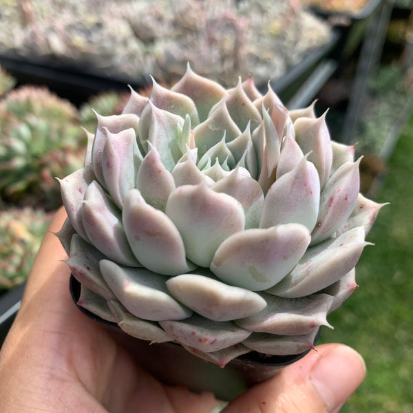 Echeveria Yulania Queen 白玉兰女王