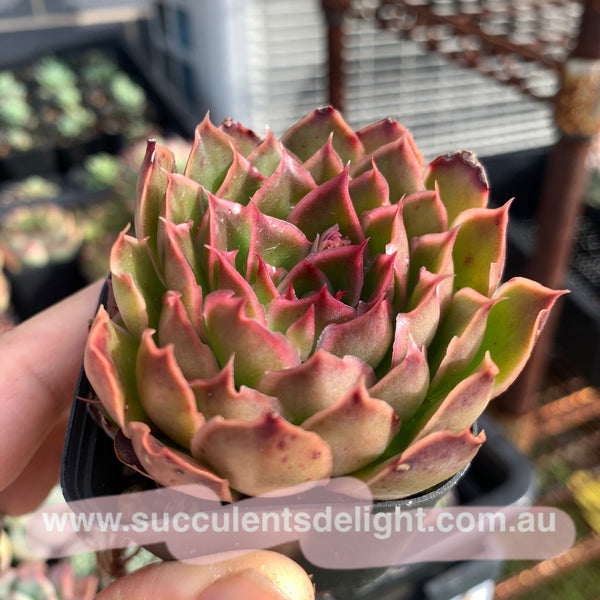 Echeveria Purple Butterfly 紫蝴蝶