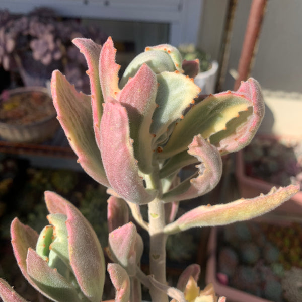 Kalanchoe tomentosa Variegated 月兔耳锦