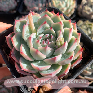 Echeveria Pink Barbie 粉芭比娃娃 Succulents Delight  New Hybrid