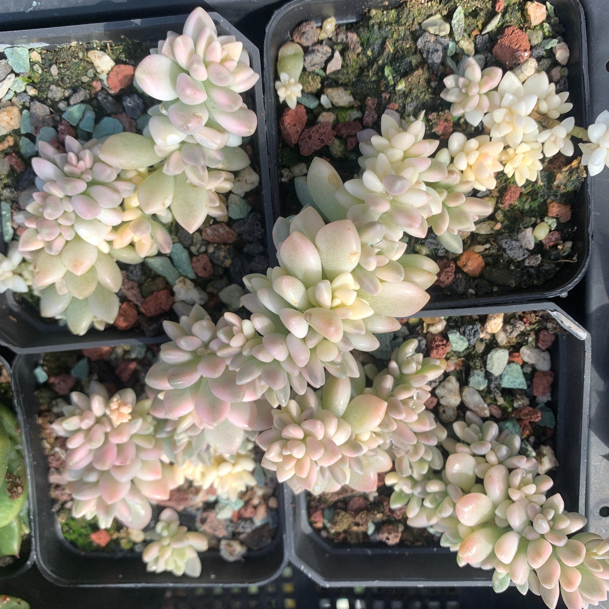 Graptopetalum mirinae variegata 姬秋丽锦