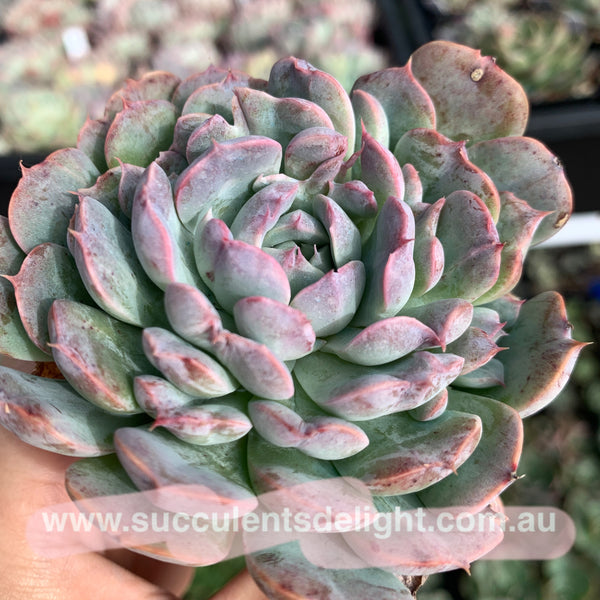 Echeveria Tuxpan Pinwheel X Alba Mini Mutation 纸风车美妮变异