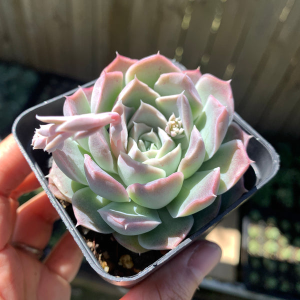 Echeveria Rose Moon 沁心