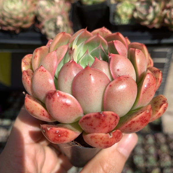 Echeveria Emerald Jade 翡翠玉