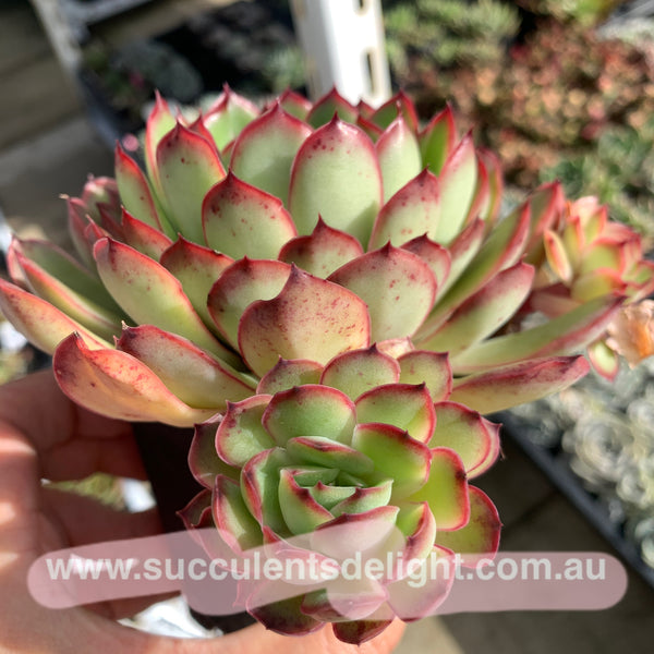 Echeveria Lingzhi 灵芝