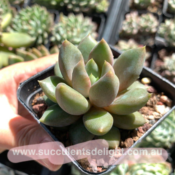 Pachyveria Rough