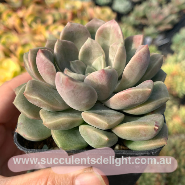 Echeveria Pebbles 卵石