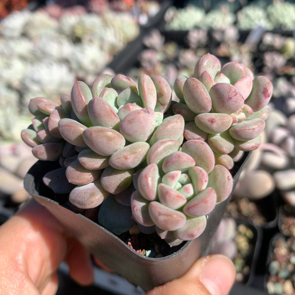 Echeveria meteorites beans 流星粉豆