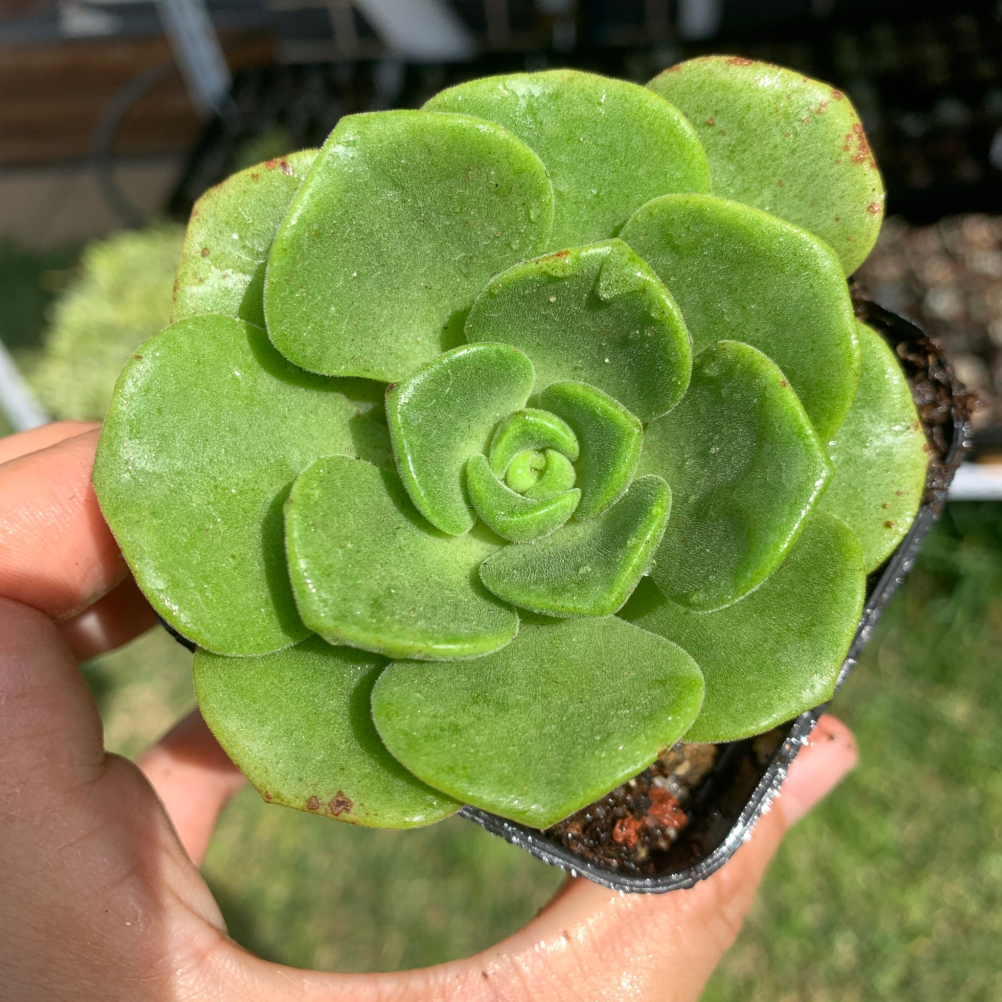 Aeonium Lily Pad 百合莉莉