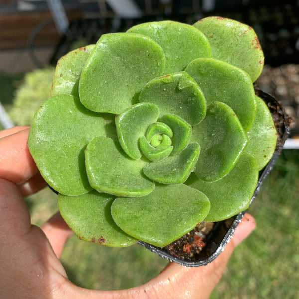 Aeonium Lily Pad 百合莉莉