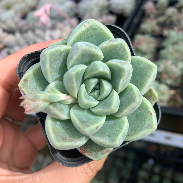Echeveria Albicans 厚叶月影