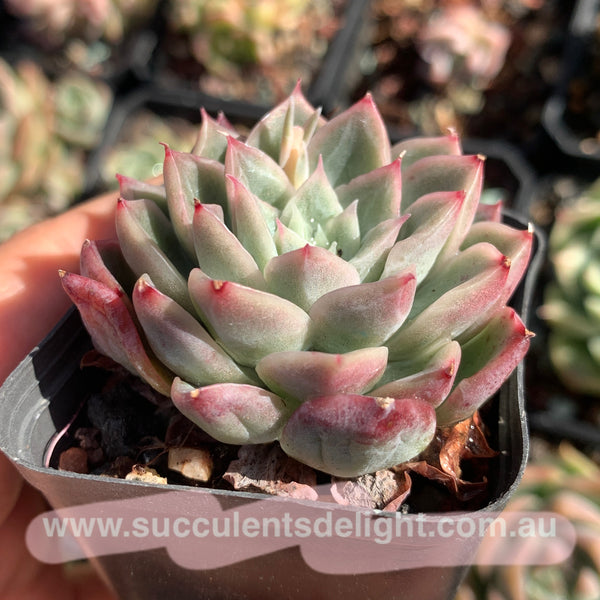 Echeveria Soul Light (with pattern lines) 灵光 （暗纹系）- Succulents Delight 2022 New Hybrid