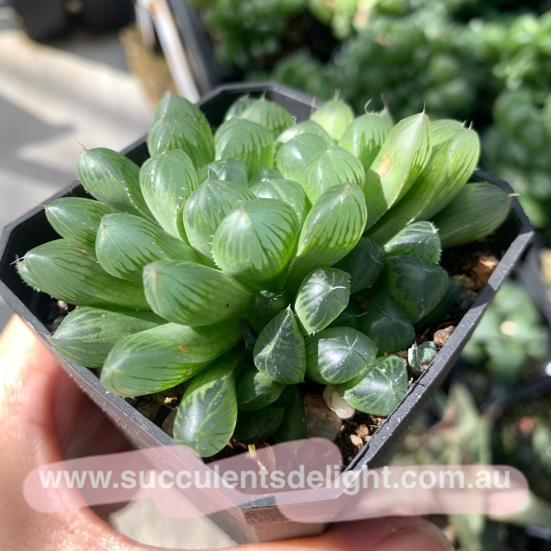 Haworthia Cooperi sp red silk 红丝姬玉露