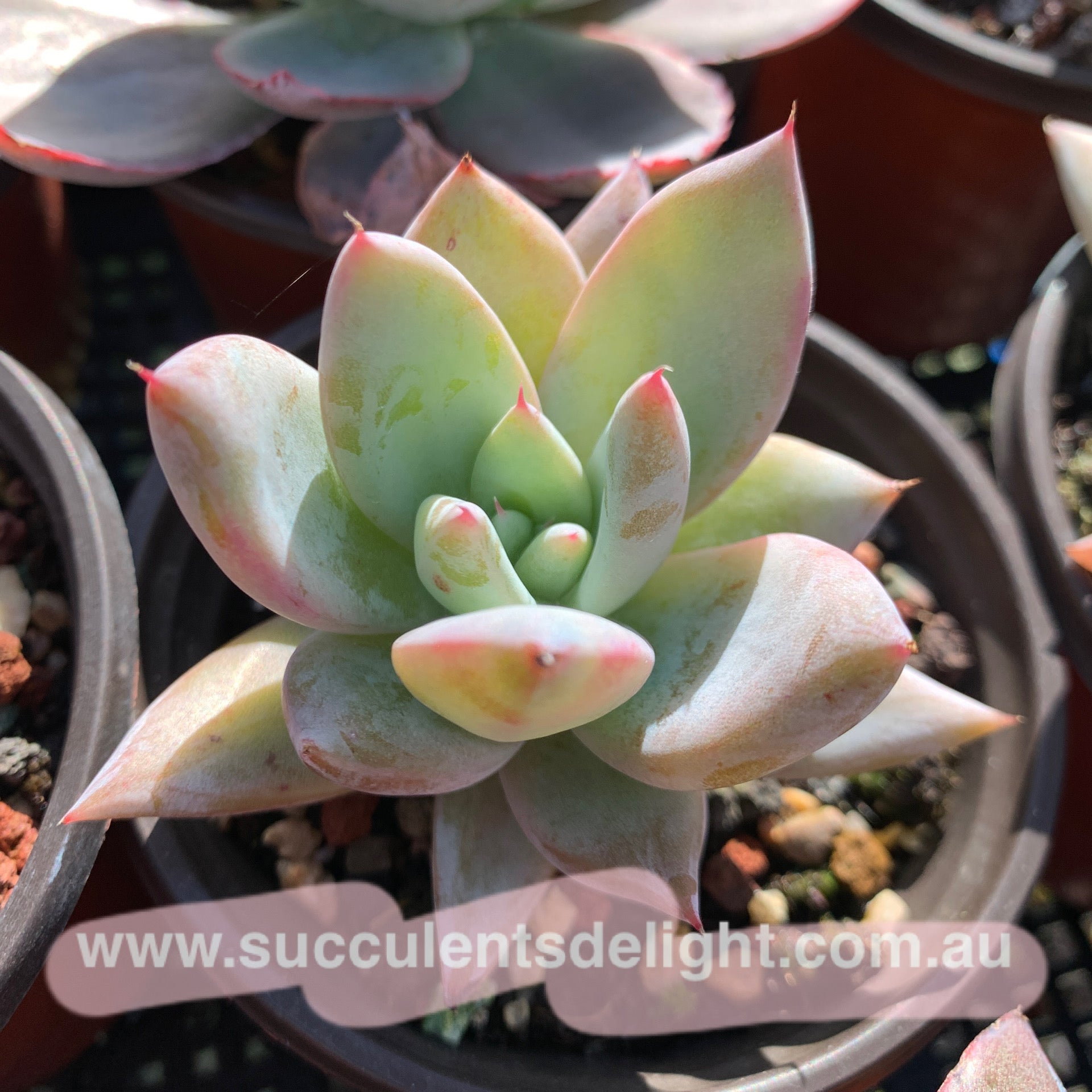 Echeveria Mexican Giant 墨西哥巨人