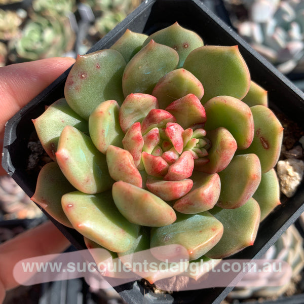 Echeveria Lollipop 棒棒糖（糖心）Succulents Delight New Hybrid