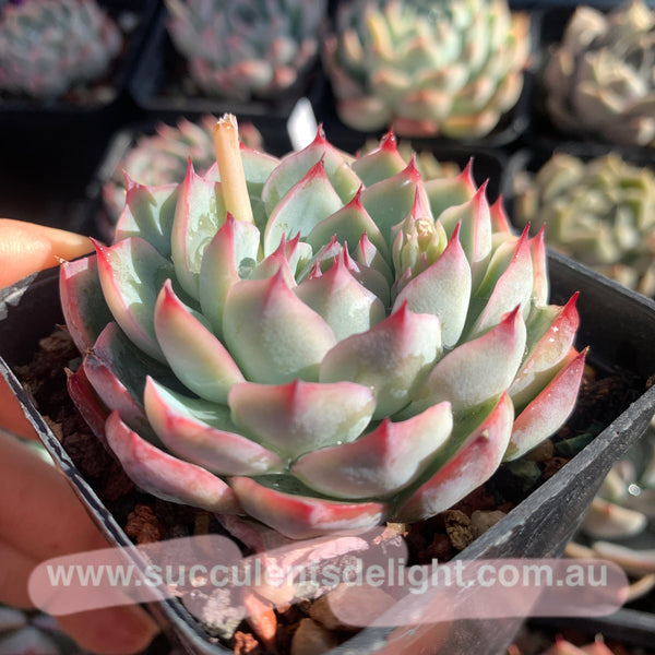 Echeveria Pink Barbie 粉芭比娃娃 Succulents Delight  New Hybrid