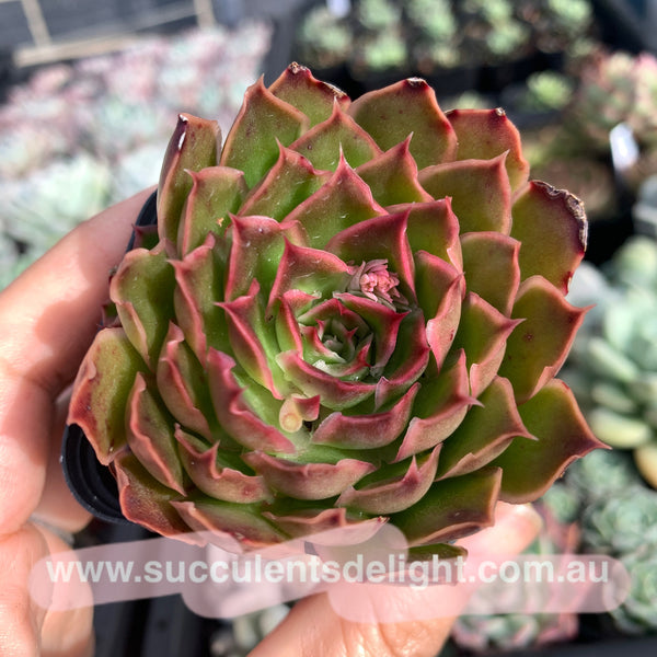 Echeveria Purple Butterfly 紫蝴蝶