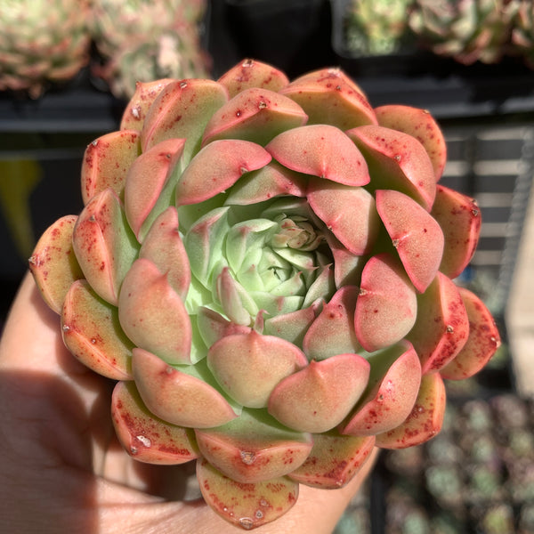 Echeveria Emerald Jade 翡翠玉
