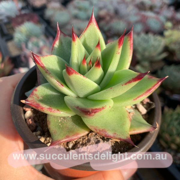 Echeveria Agavoides Red Line 红弦东云