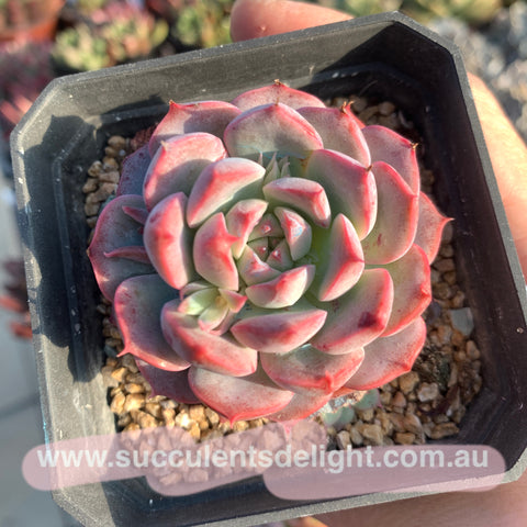 Echeveria Adorable 可爱多