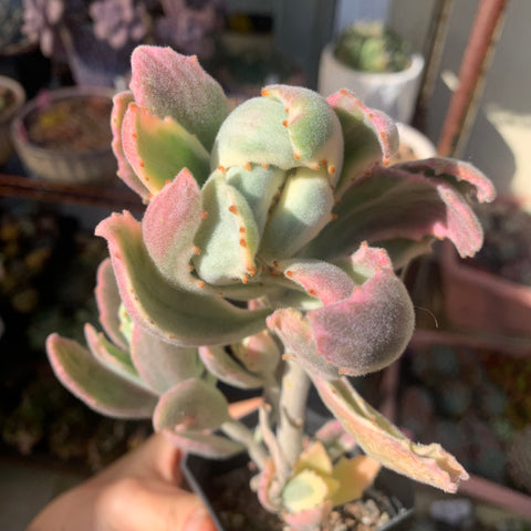 Kalanchoe tomentosa Variegated 月兔耳锦