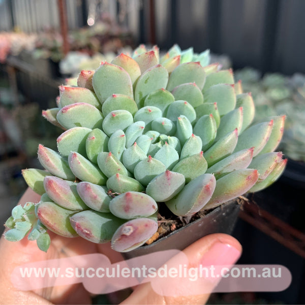 Echeveria setosa rondelli 姬小光