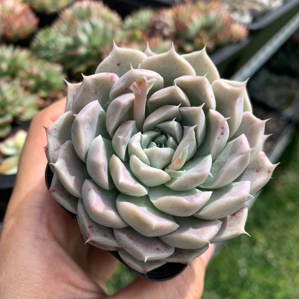 Echeveria Yulania Queen 白玉兰女王