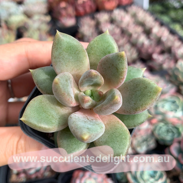 Pachyveria Rough