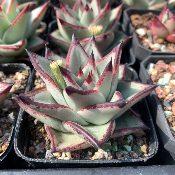 Echeveria Agavoides Ebony (seed grown) 实生乌木