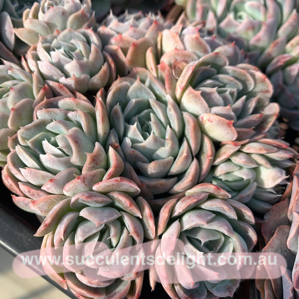 Echeveria Elegans Athena 月影雅典娜