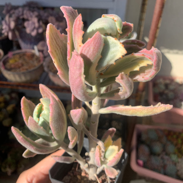 Kalanchoe tomentosa Variegated 月兔耳锦
