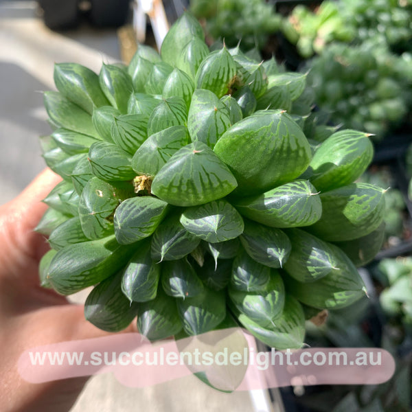 Haworthia Cooperi sp red silk 红丝姬玉露
