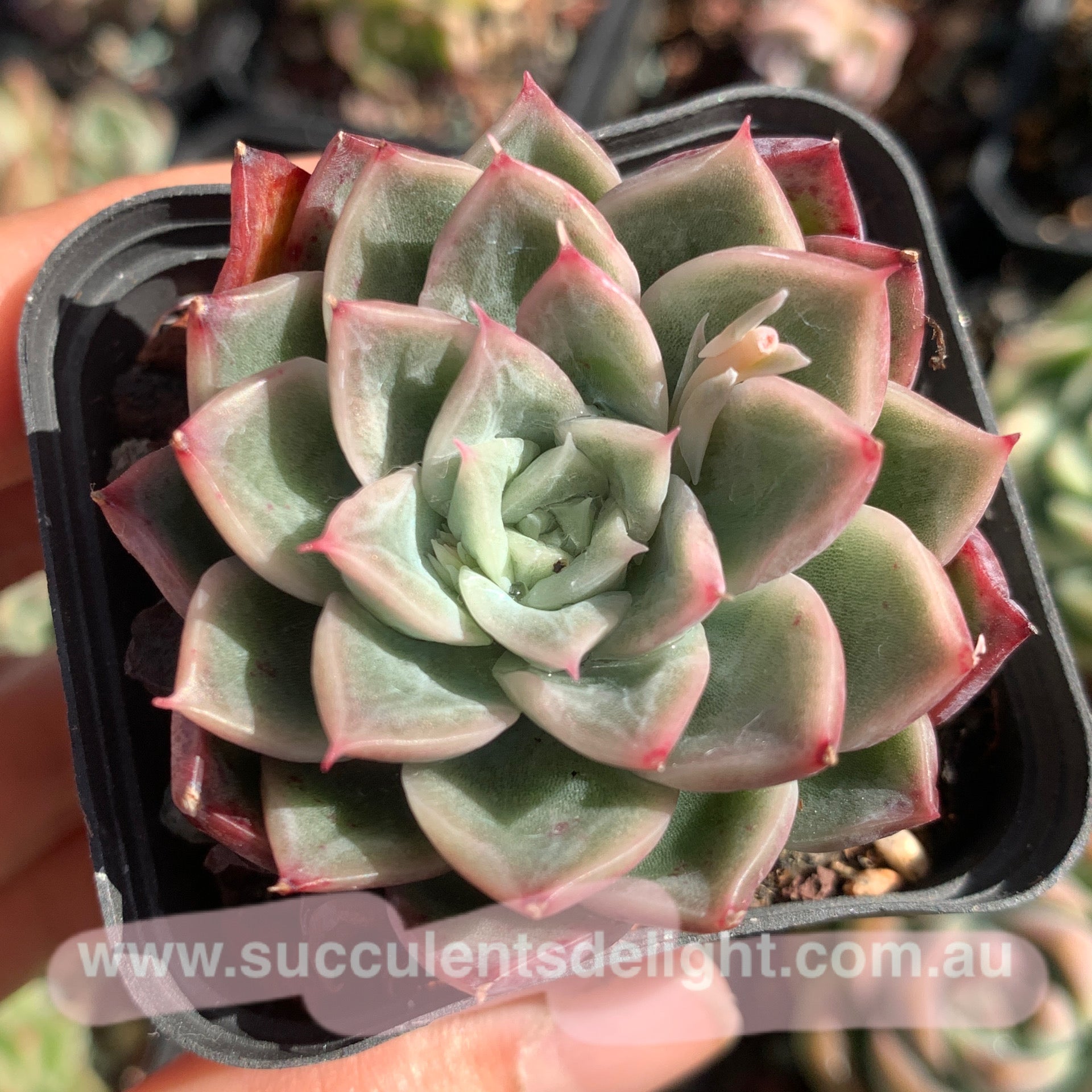 Echeveria Soul Light (with pattern lines) 灵光 （暗纹系）- Succulents Delight New Hybrid