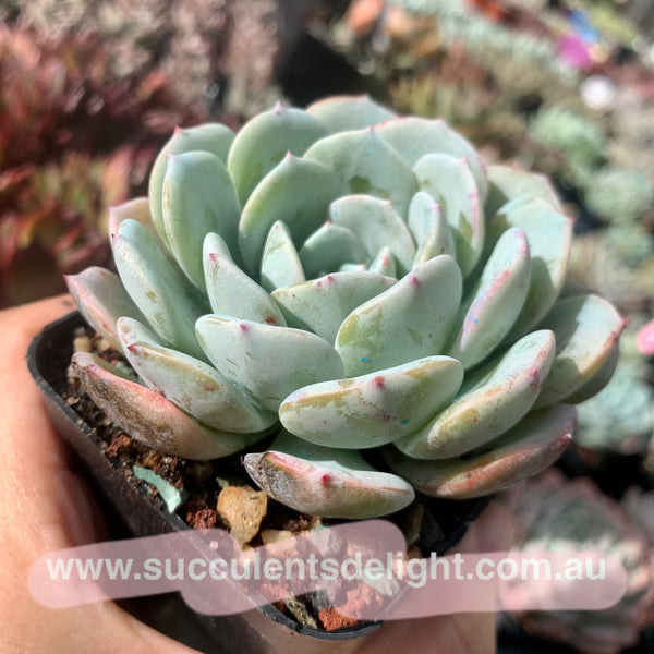 Echeveria Snow Pinwheel 雪风车