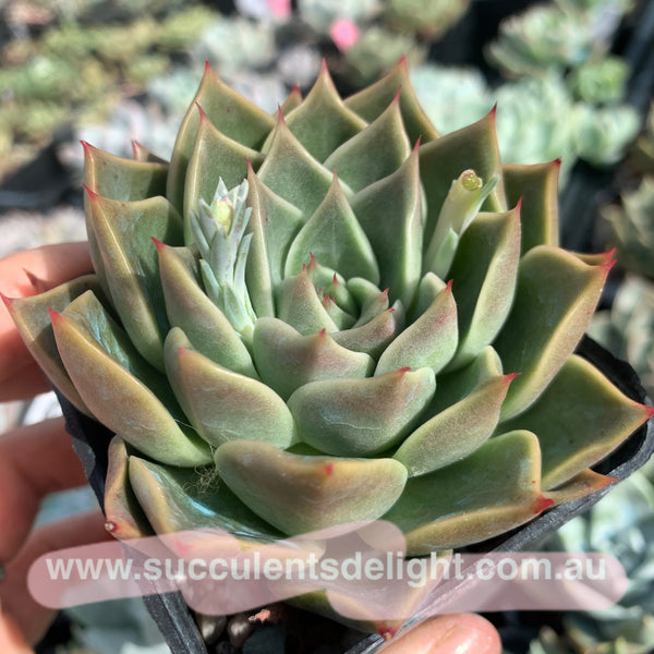 Echeveria Swan Lake 天鹅湖