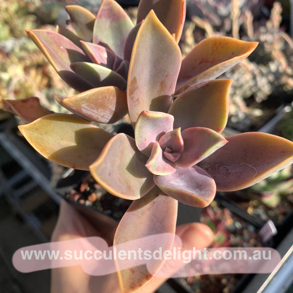 Graptoveria Fred Ives
