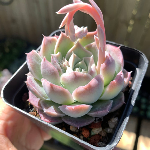 Echeveria Rose Moon 沁心