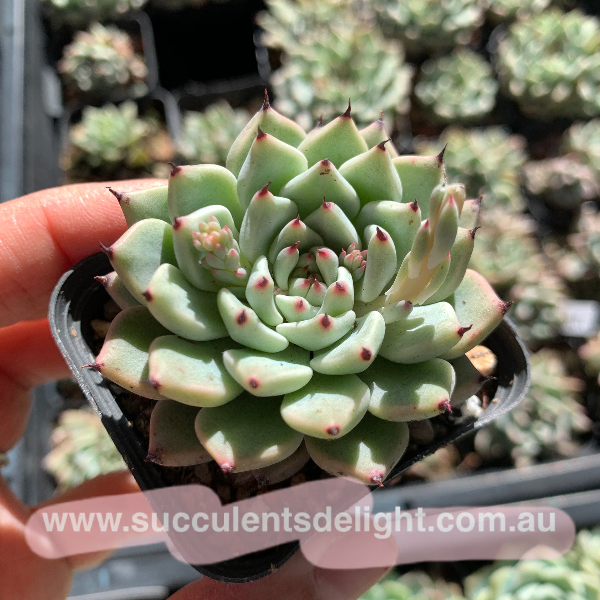 Echeveria cuspidata var. zaragozae 绿爪