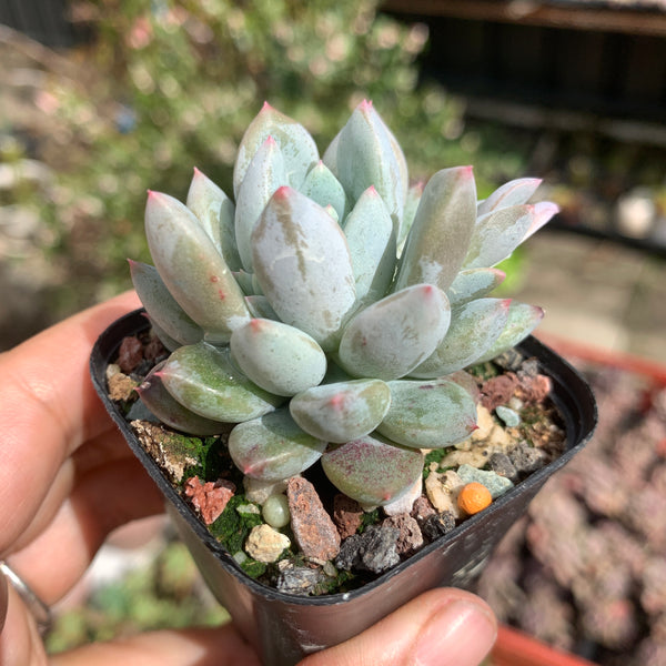 Pachyveria Stalactite 钟乳石 Succulents Delight New Hybrid