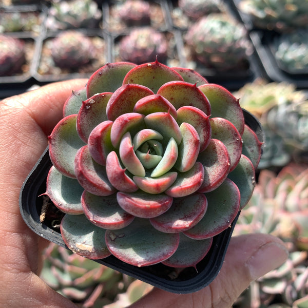Echeveria Purple Rain (raindrop hybrid) 紫雨(雨滴杂）