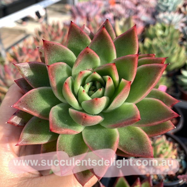 Echeveria Agavoides Red Wax 红蜡东云