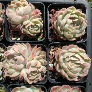 Echeveria Elegans Tide Moon 汐月月影 - Succulents Delight 2022 New Hybrid