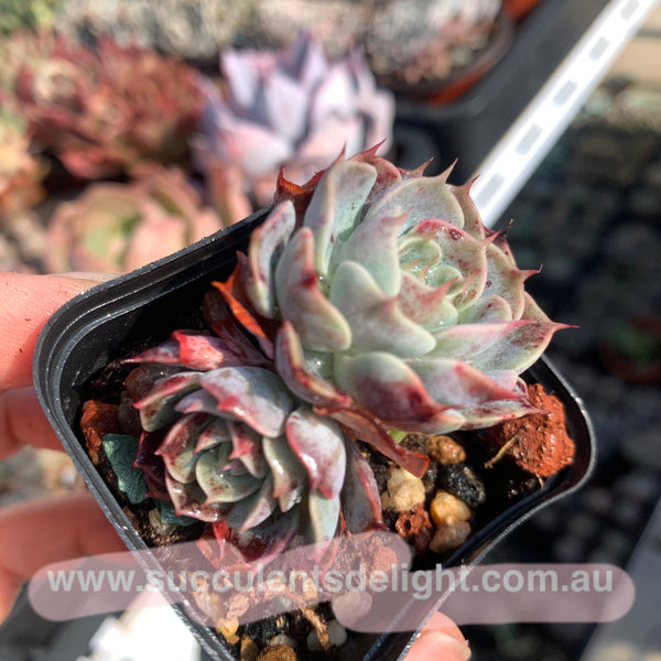 Echeveria Polka 波尔卡