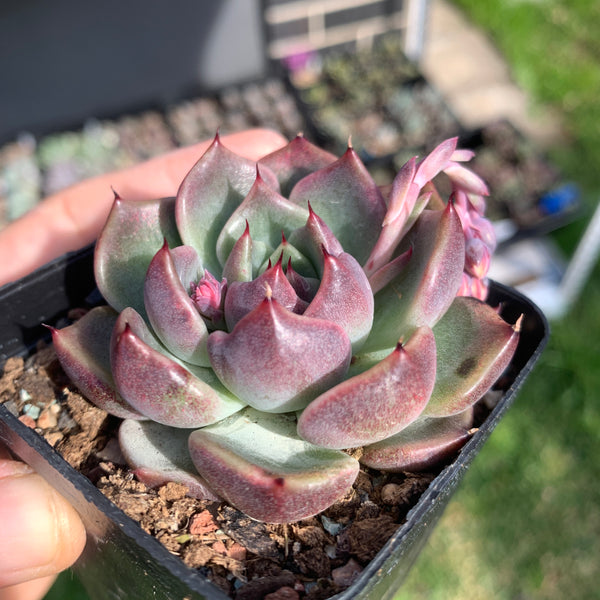 Echeveria Amethyst Queen 紫晶女王