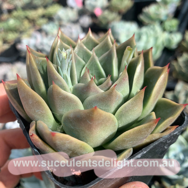 Echeveria Swan Lake 天鹅湖