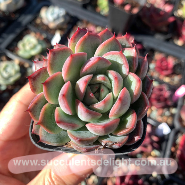 Echeveria Fairy Kiss 妖精之吻